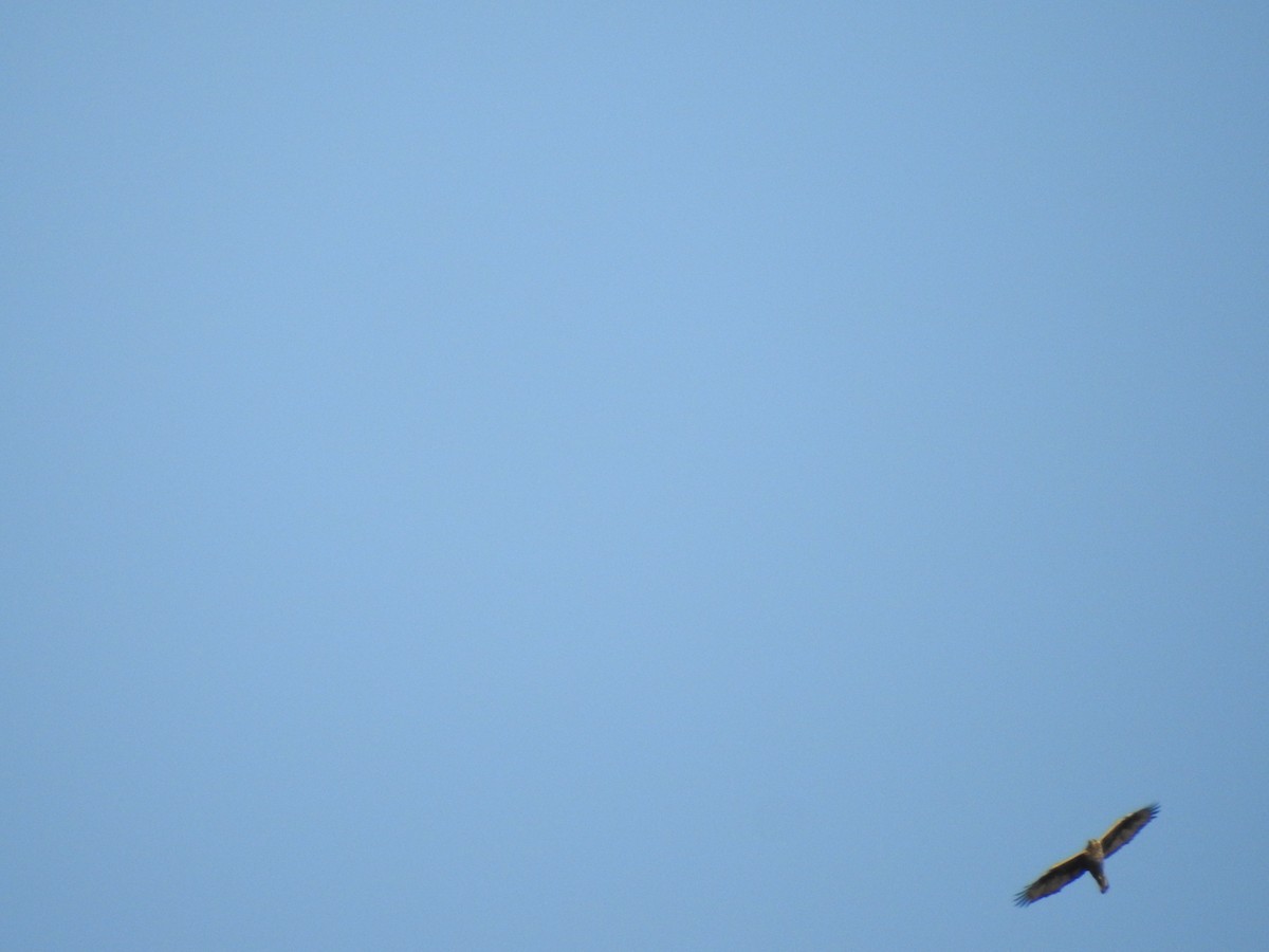 Bonelli's Eagle - Angel Guardiola Gómez