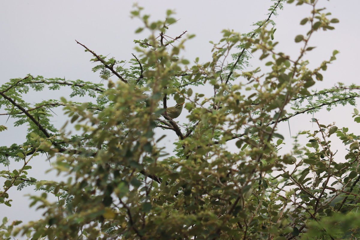 Western Crowned Warbler - ML499329711