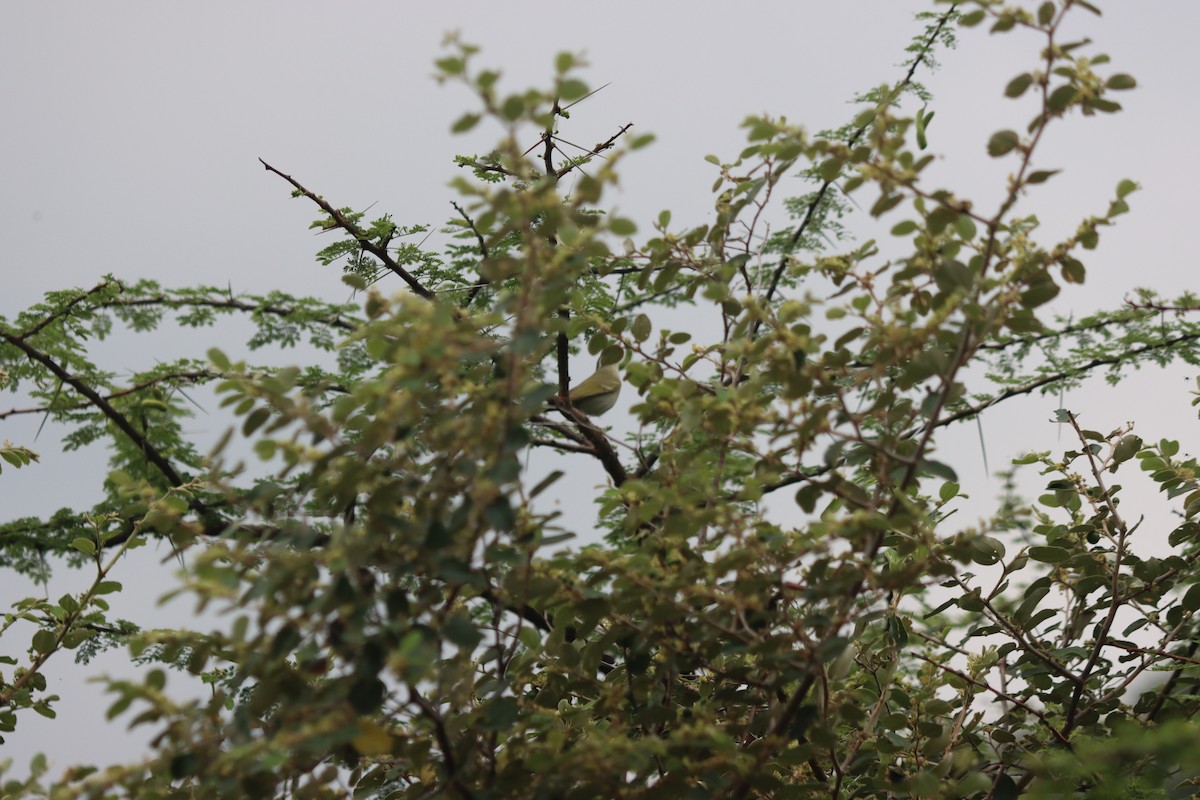 Western Crowned Warbler - ML499329721