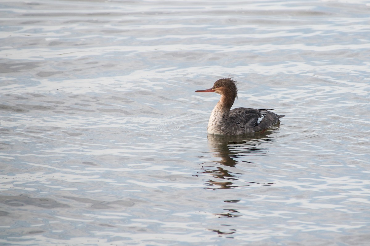 Red-breasted Merganser - ML499332321