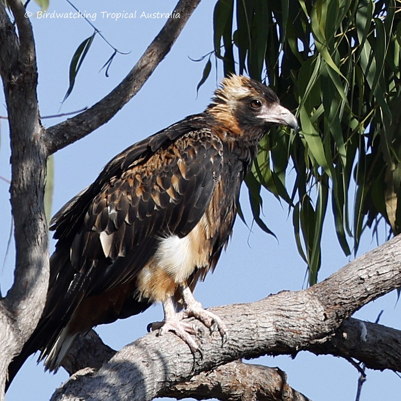 Black-breasted Kite - Doug Herrington || Birdwatching Tropical Australia Tours