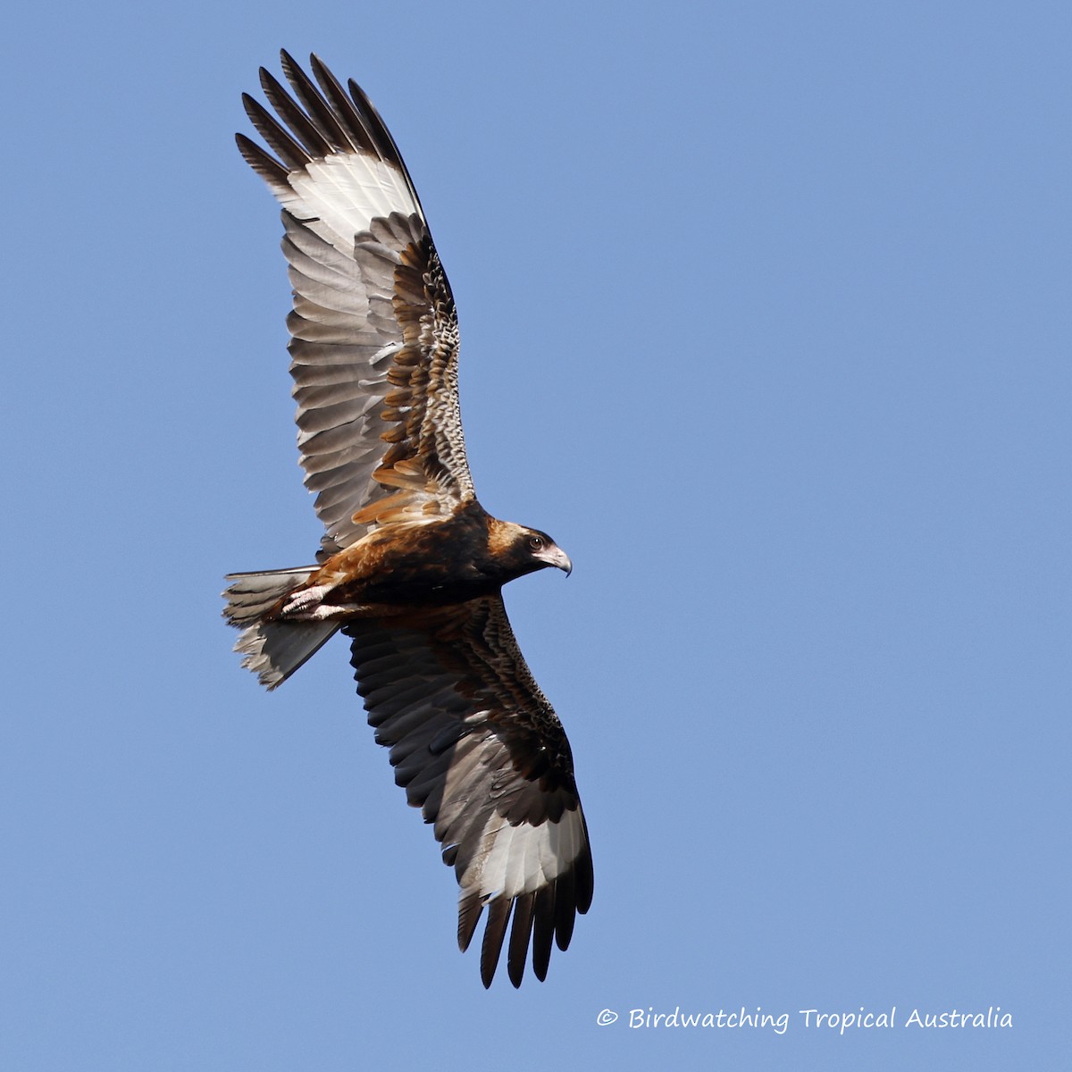 Black-breasted Kite - Doug Herrington || Birdwatching Tropical Australia Tours