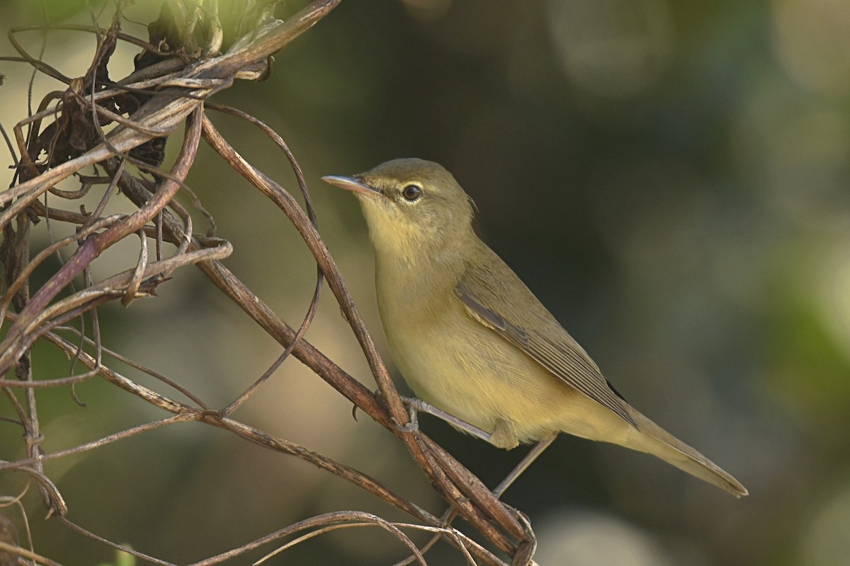 Blyth's Reed Warbler - ML499334471