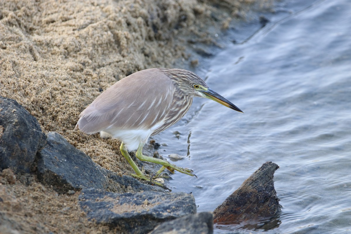 Indian Pond-Heron - Carsten Sekula