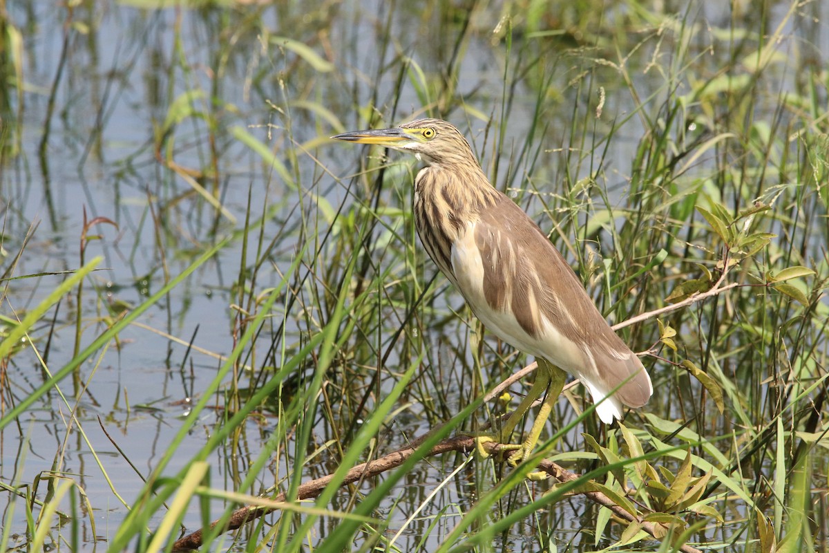 Indian Pond-Heron - ML499335091