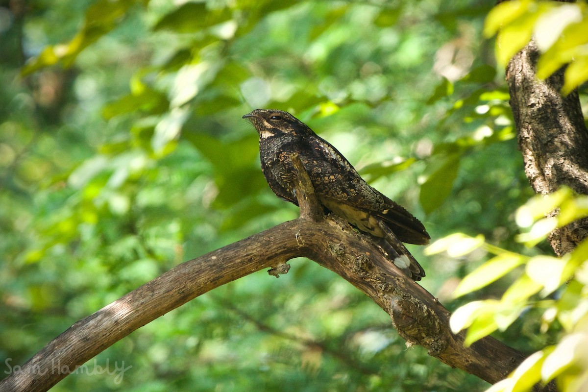 Gray Nightjar - Sam Hambly