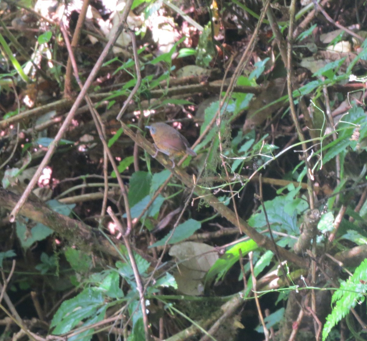 Rufous-throated Wren-Babbler - ML499335861