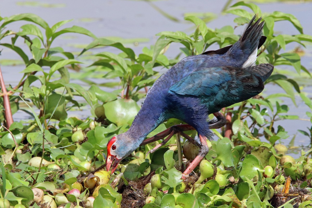 Gray-headed Swamphen - ML499336461