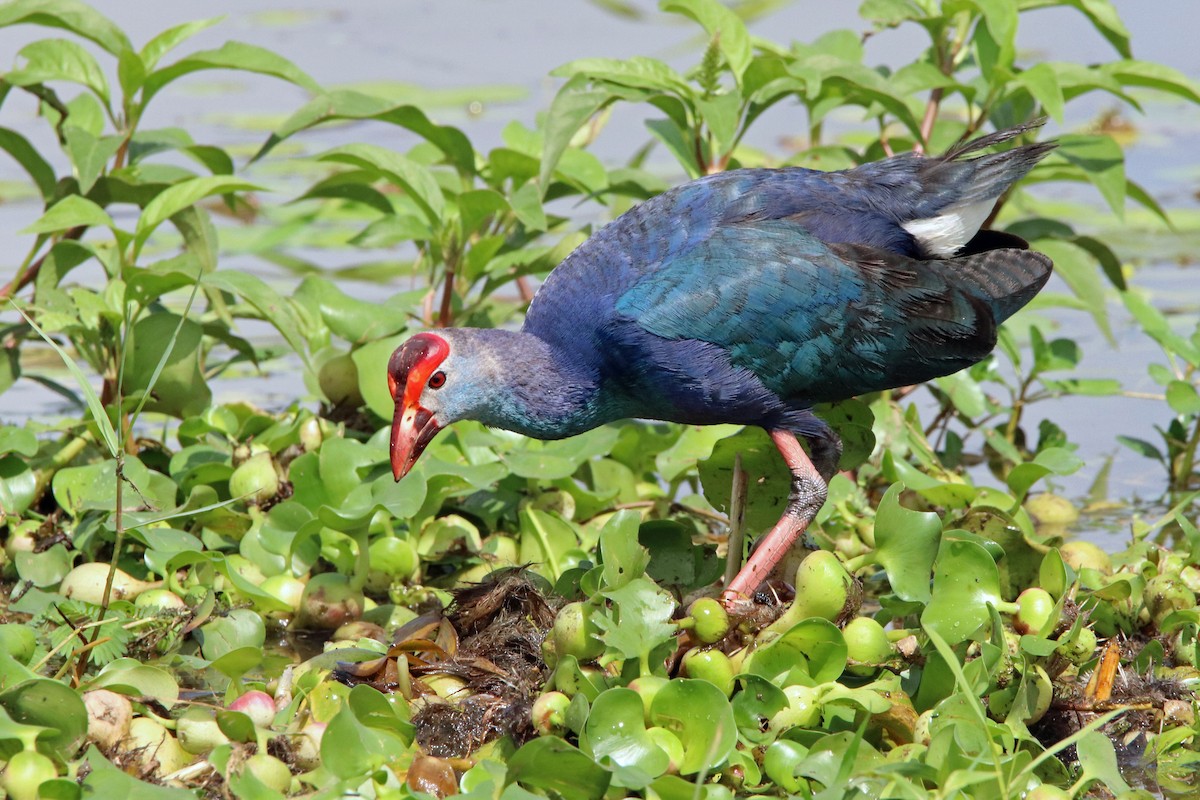 Gray-headed Swamphen - ML499336471