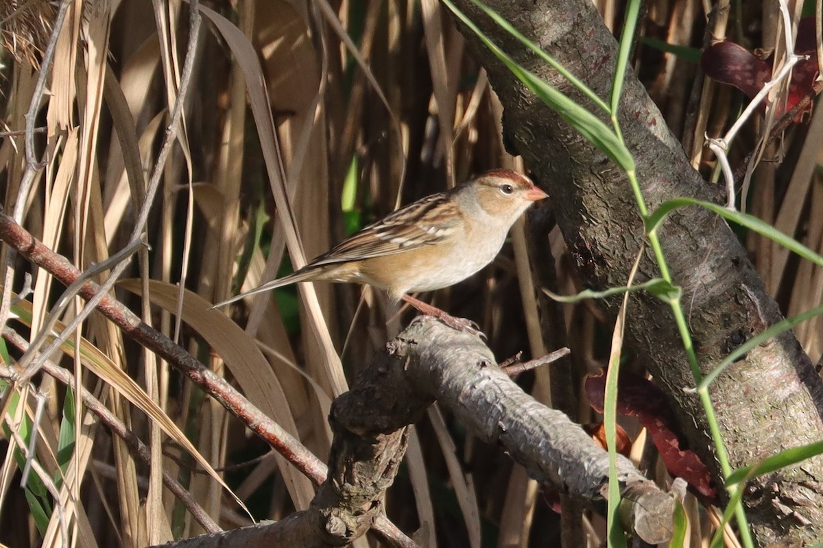 White-crowned Sparrow - ML499338231