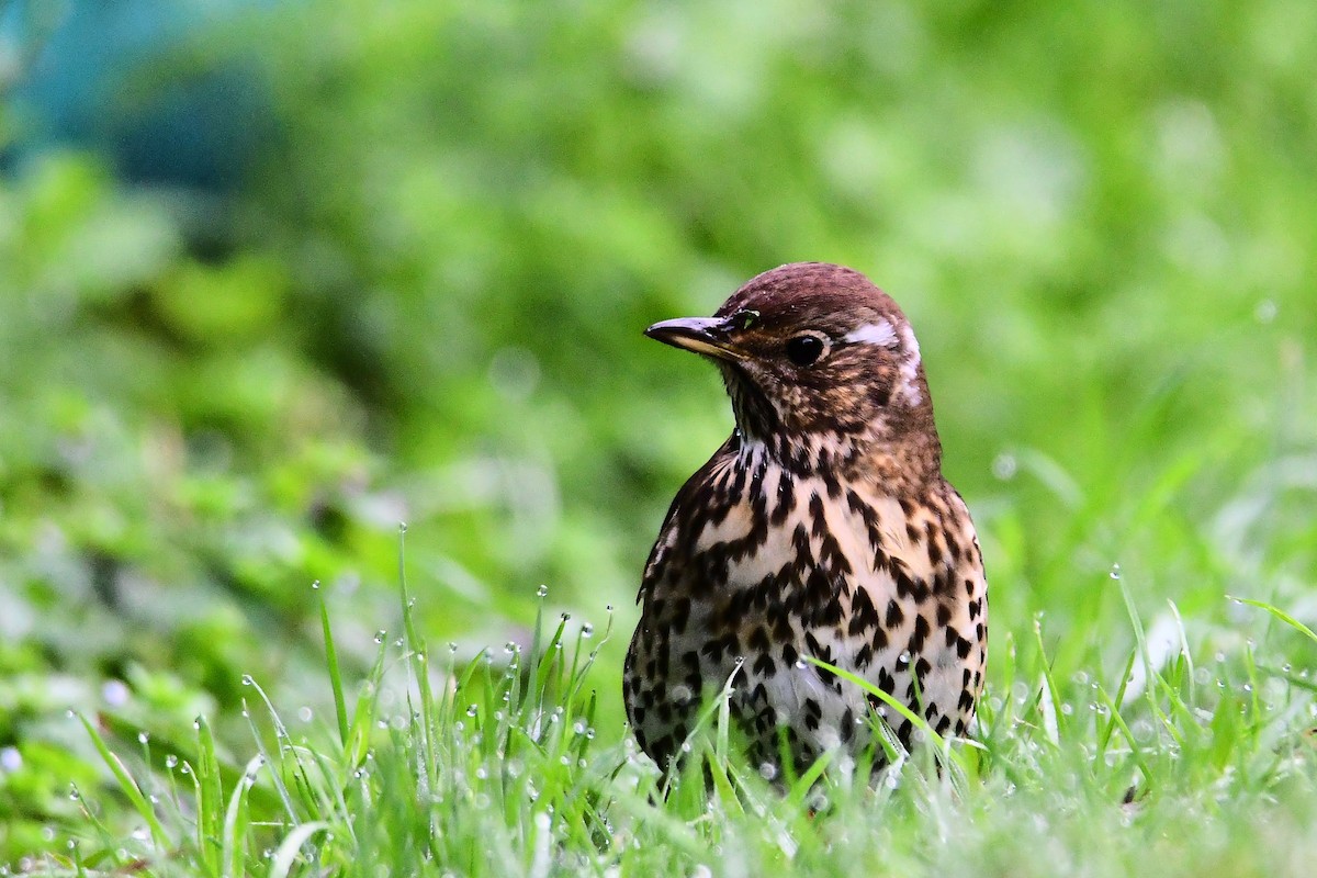 Song Thrush - ML499338941