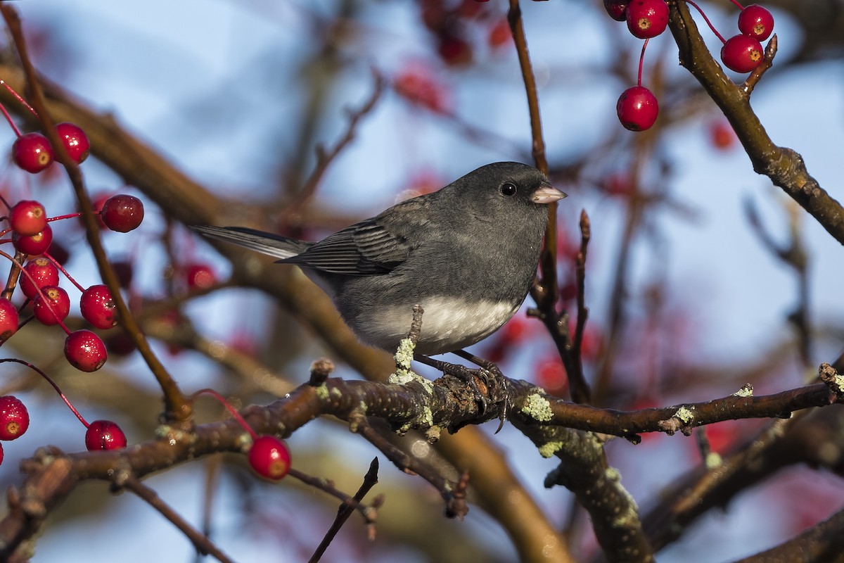 Dark-eyed Junco - ML499341511