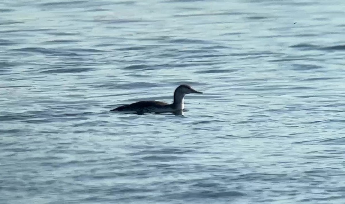 Red-throated Loon - ML499343121