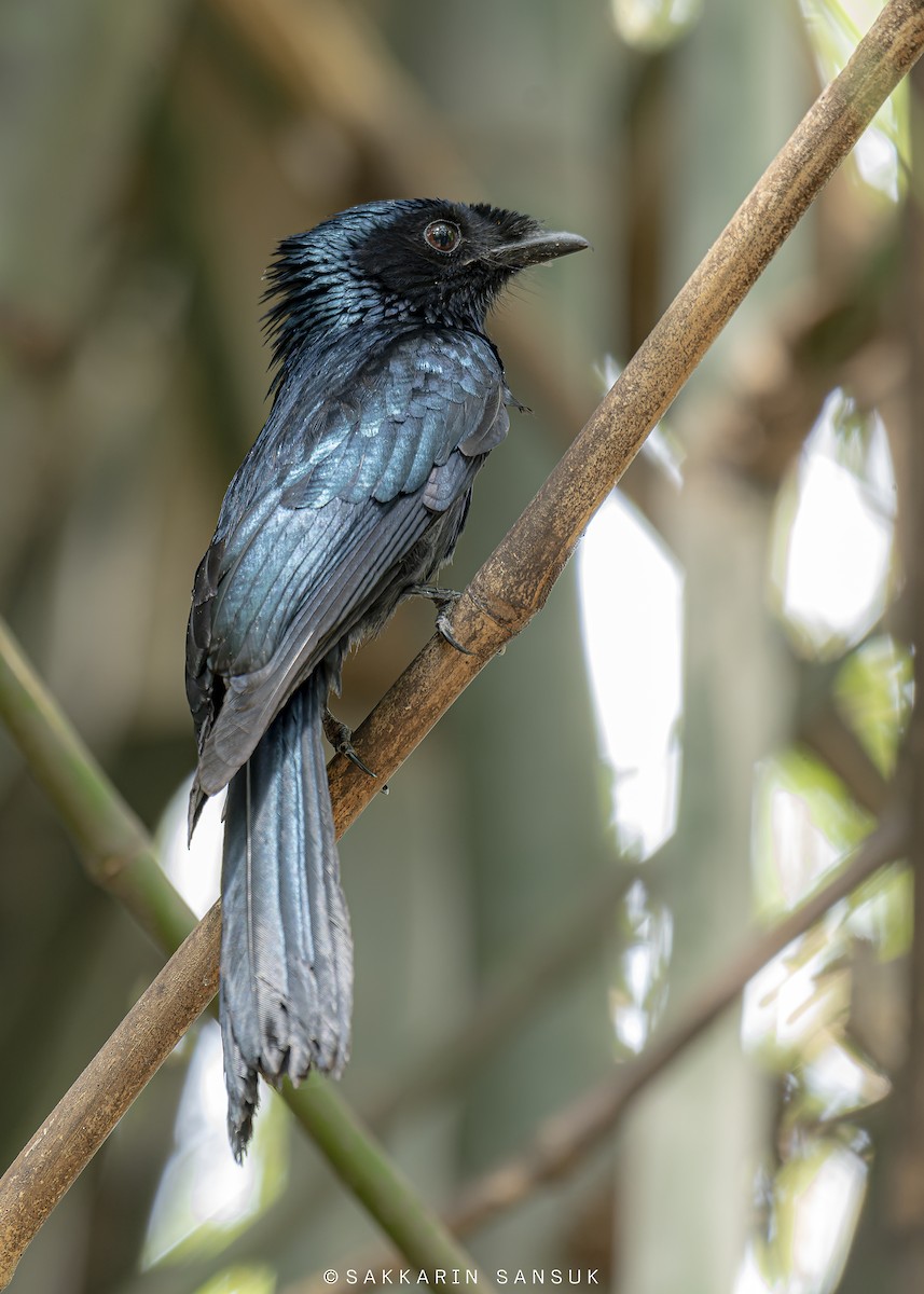 Lesser Racket-tailed Drongo - Sakkarin Sansuk