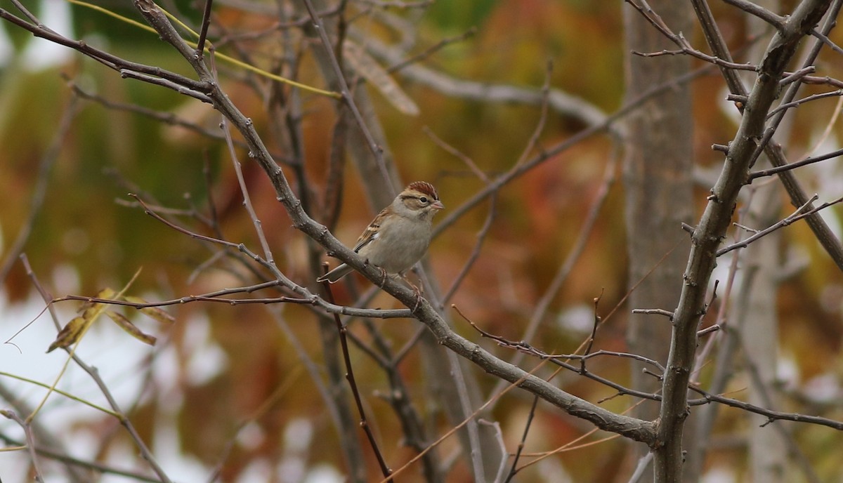 Chipping Sparrow - ML499347461