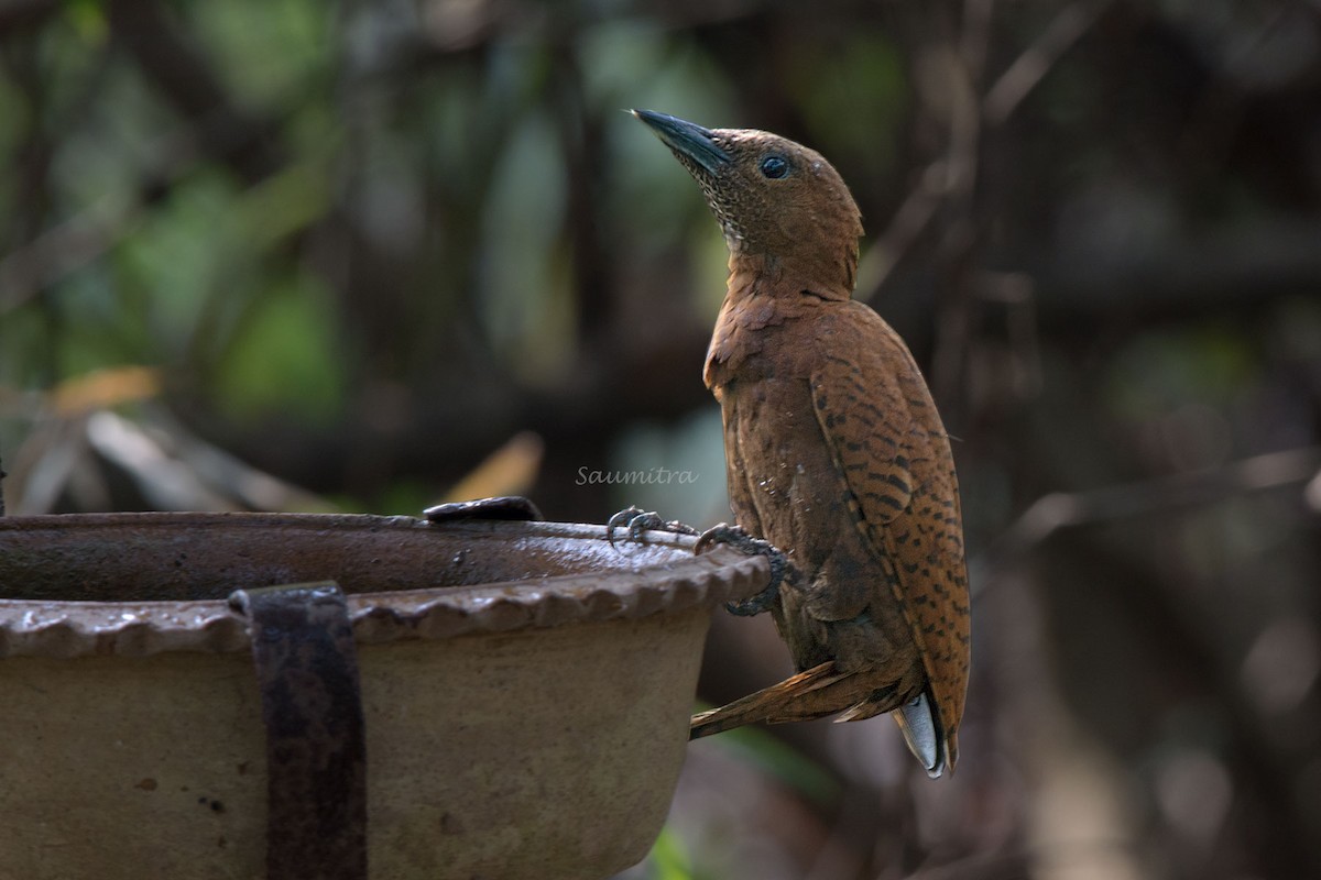 Rufous Woodpecker - ML499347521