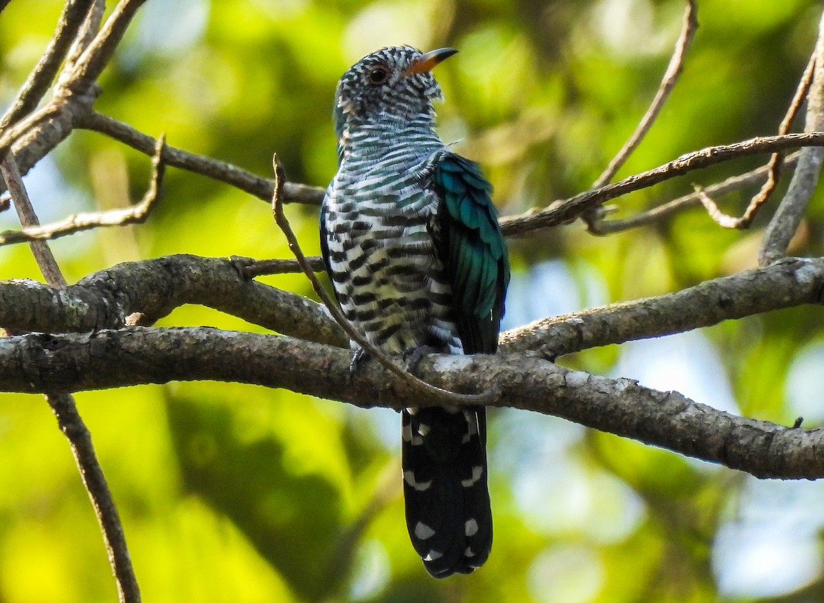 Asian Emerald Cuckoo - ML499349271