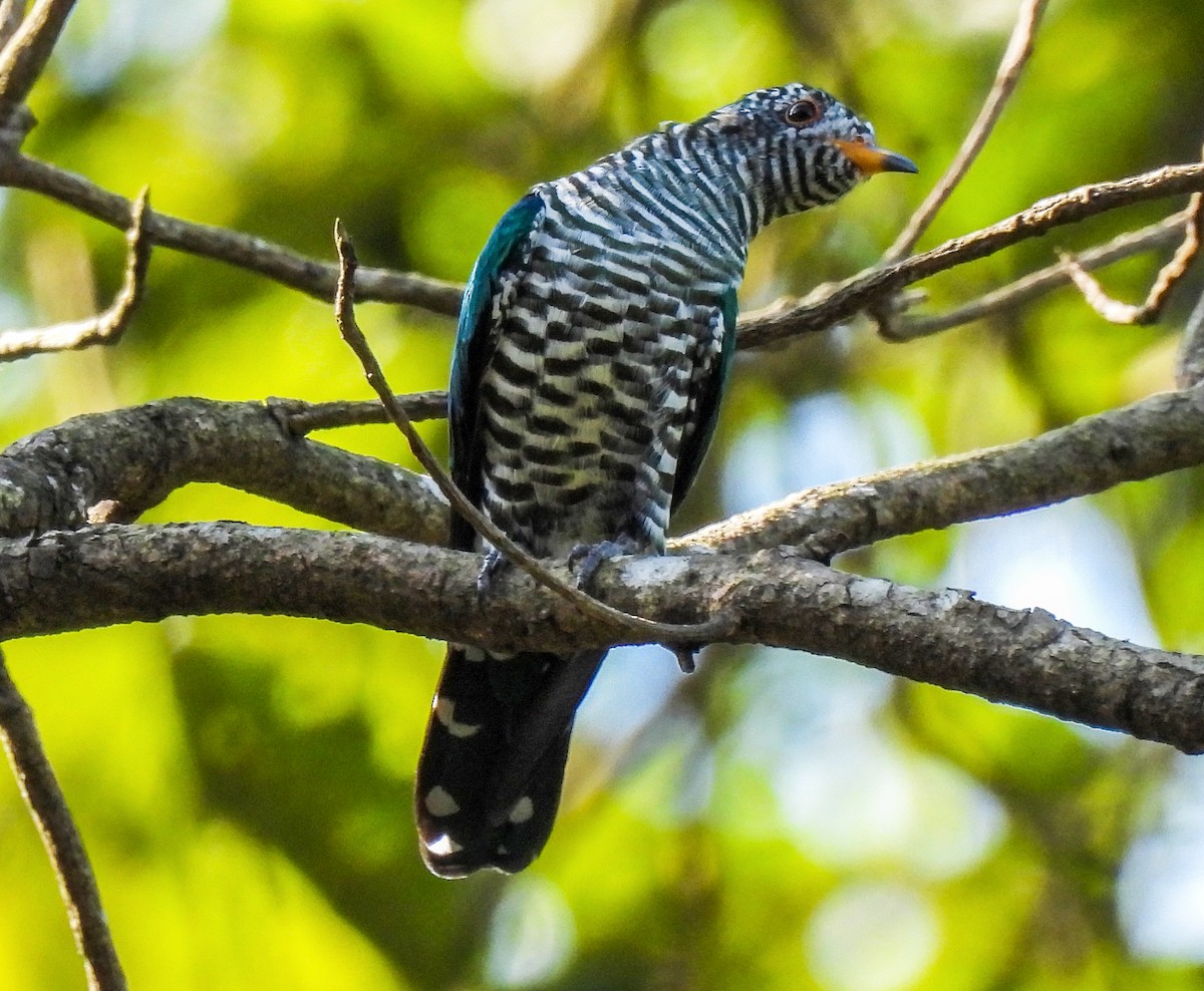 Asian Emerald Cuckoo - ML499349291