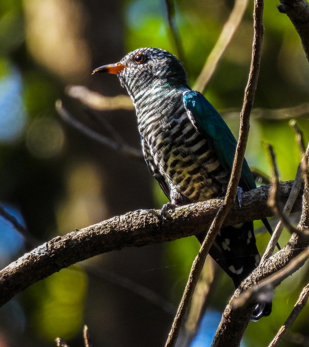 Asian Emerald Cuckoo - ML499349321