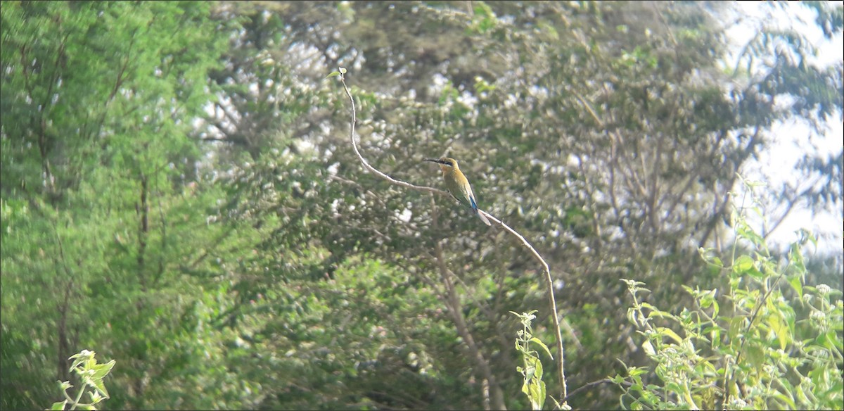 Blue-tailed Bee-eater - Abhi D