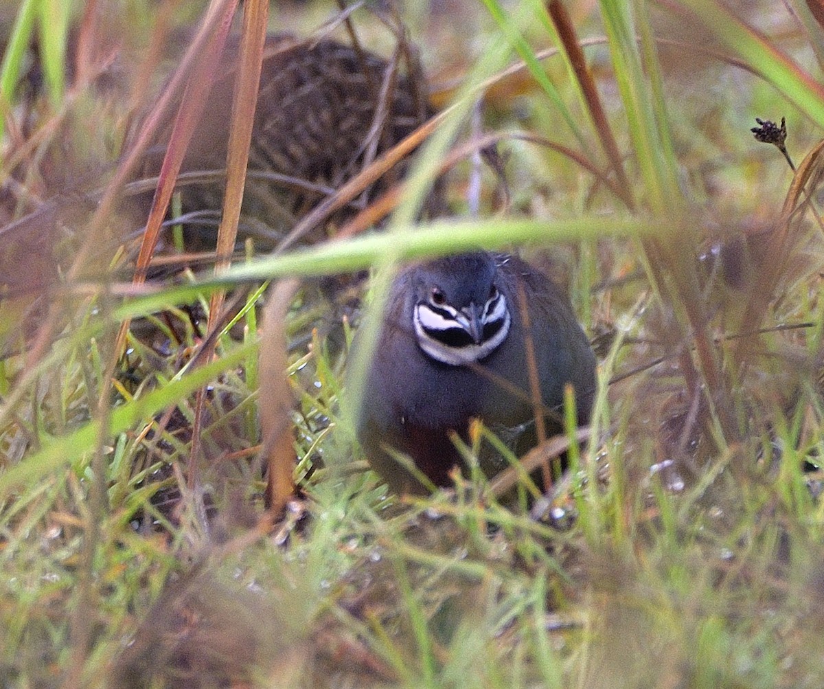 ヒメウズラ - ML499349701