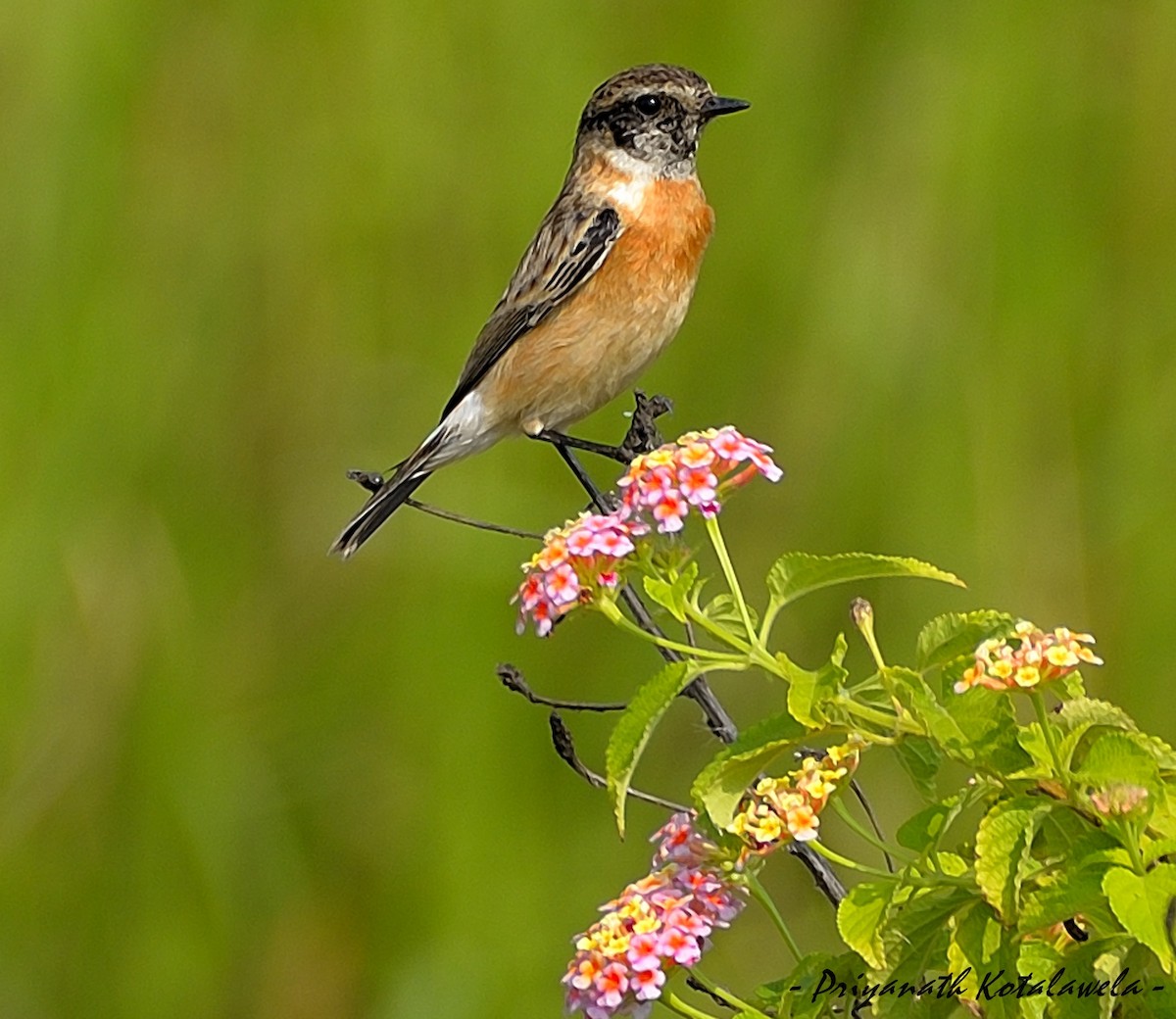 シベリアノビタキ（maurus グループ） - ML499349841