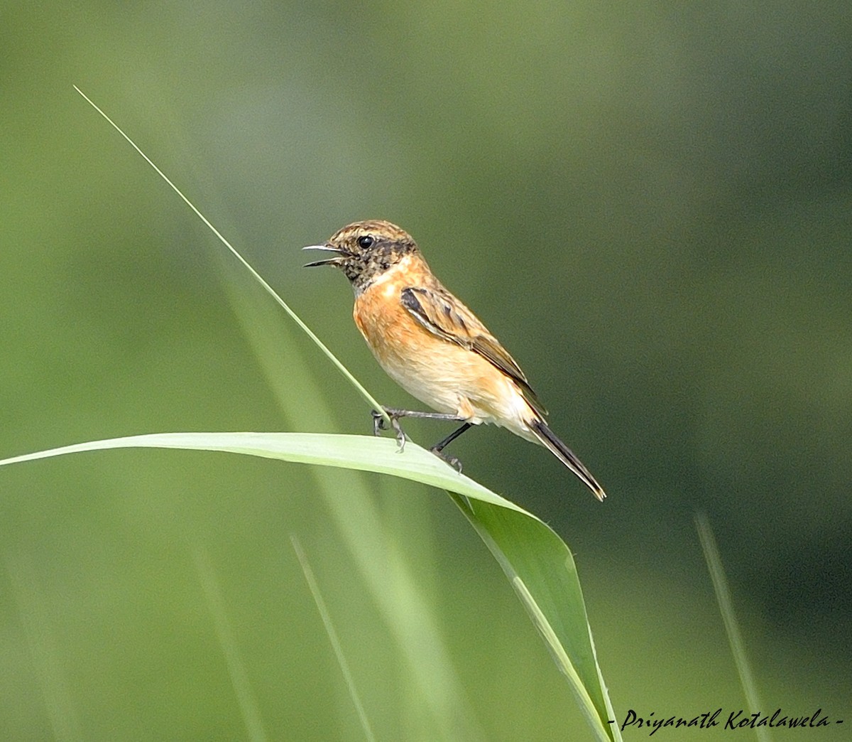 シベリアノビタキ（maurus グループ） - ML499349941