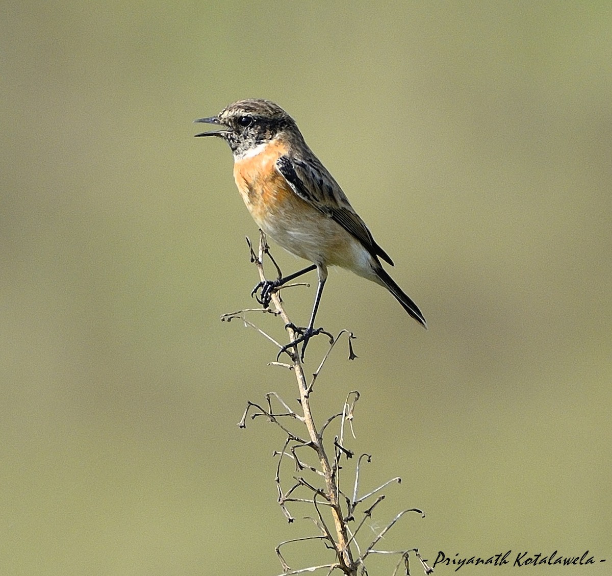 シベリアノビタキ（maurus グループ） - ML499349971