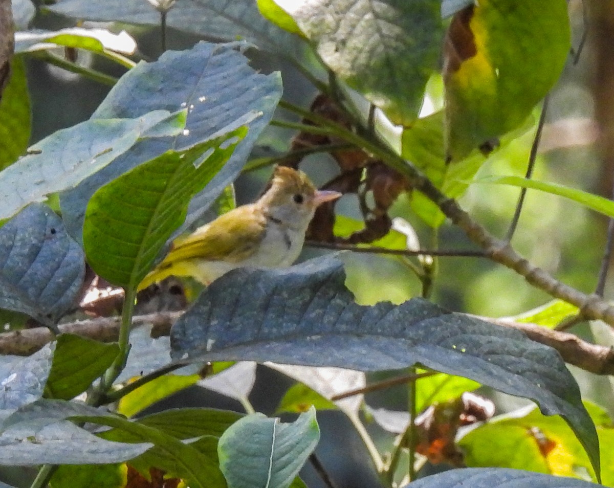 White-bellied Erpornis - ML499350371