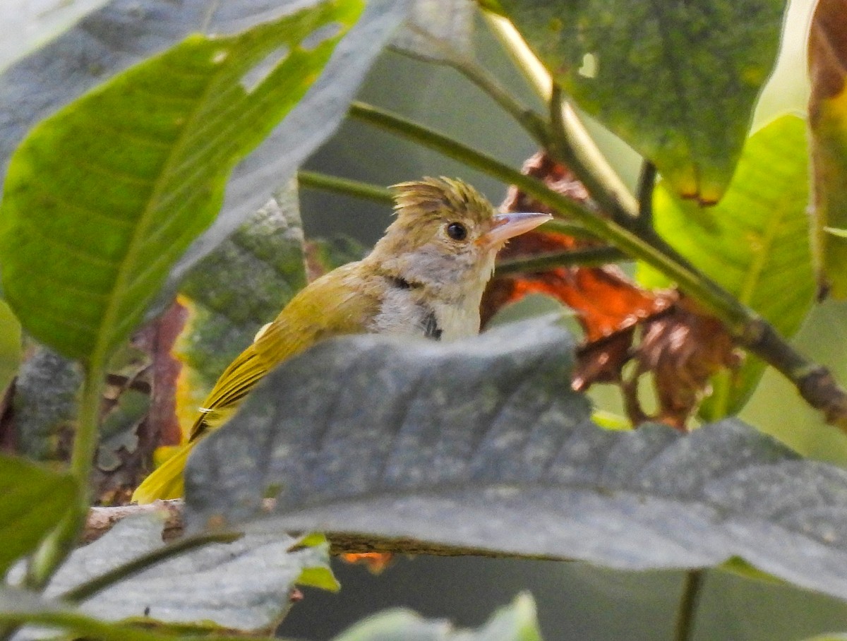 White-bellied Erpornis - ML499350441