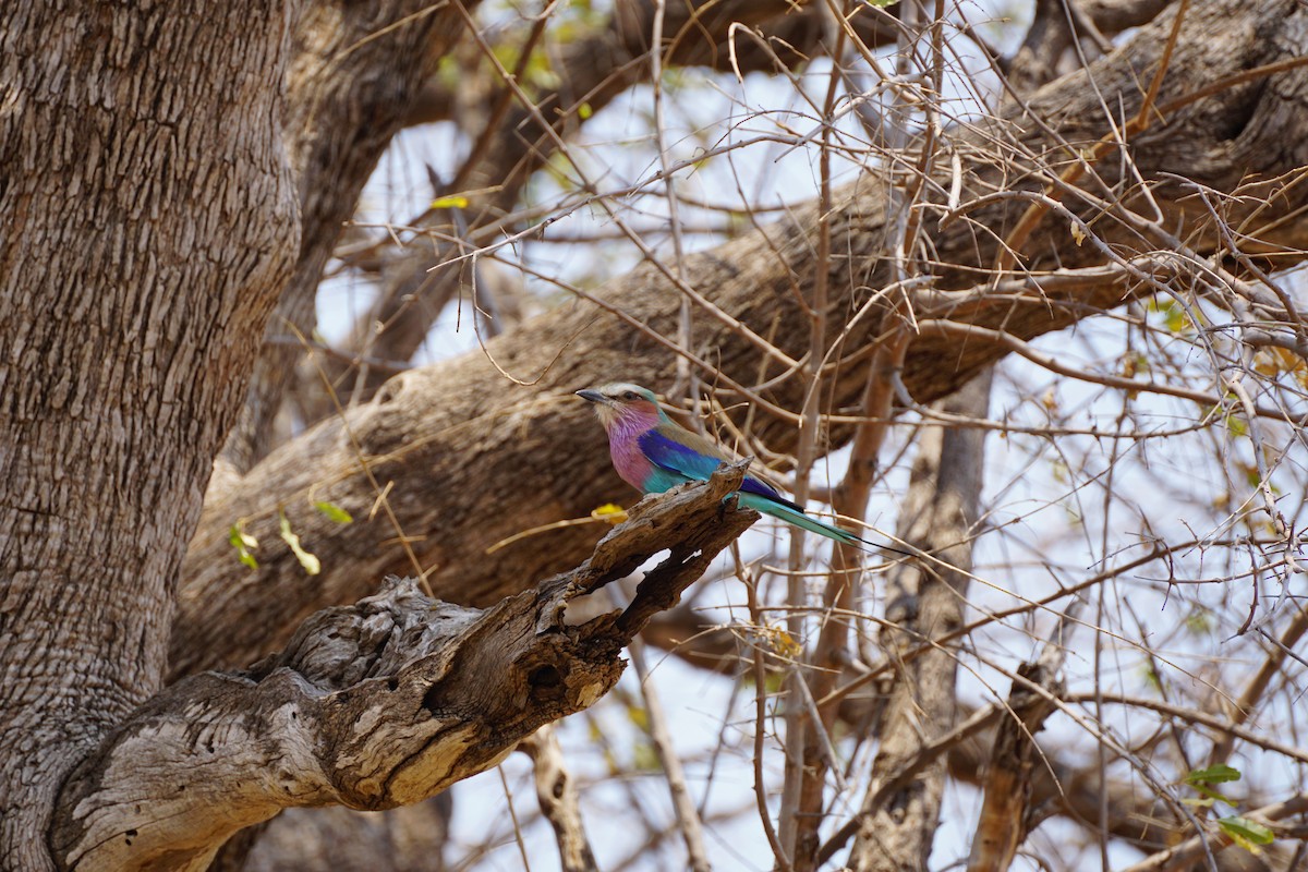 Lilac-breasted Roller - ML499351861