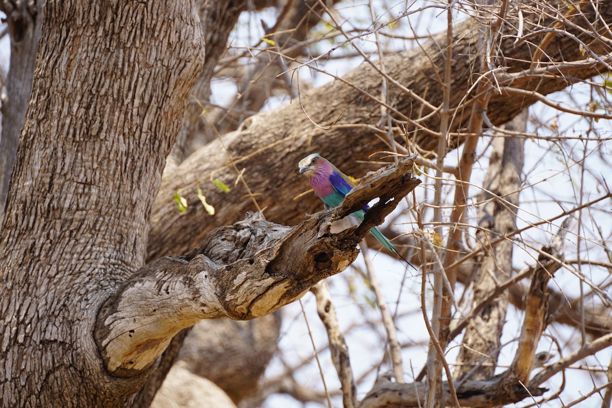 Lilac-breasted Roller - ML499351871