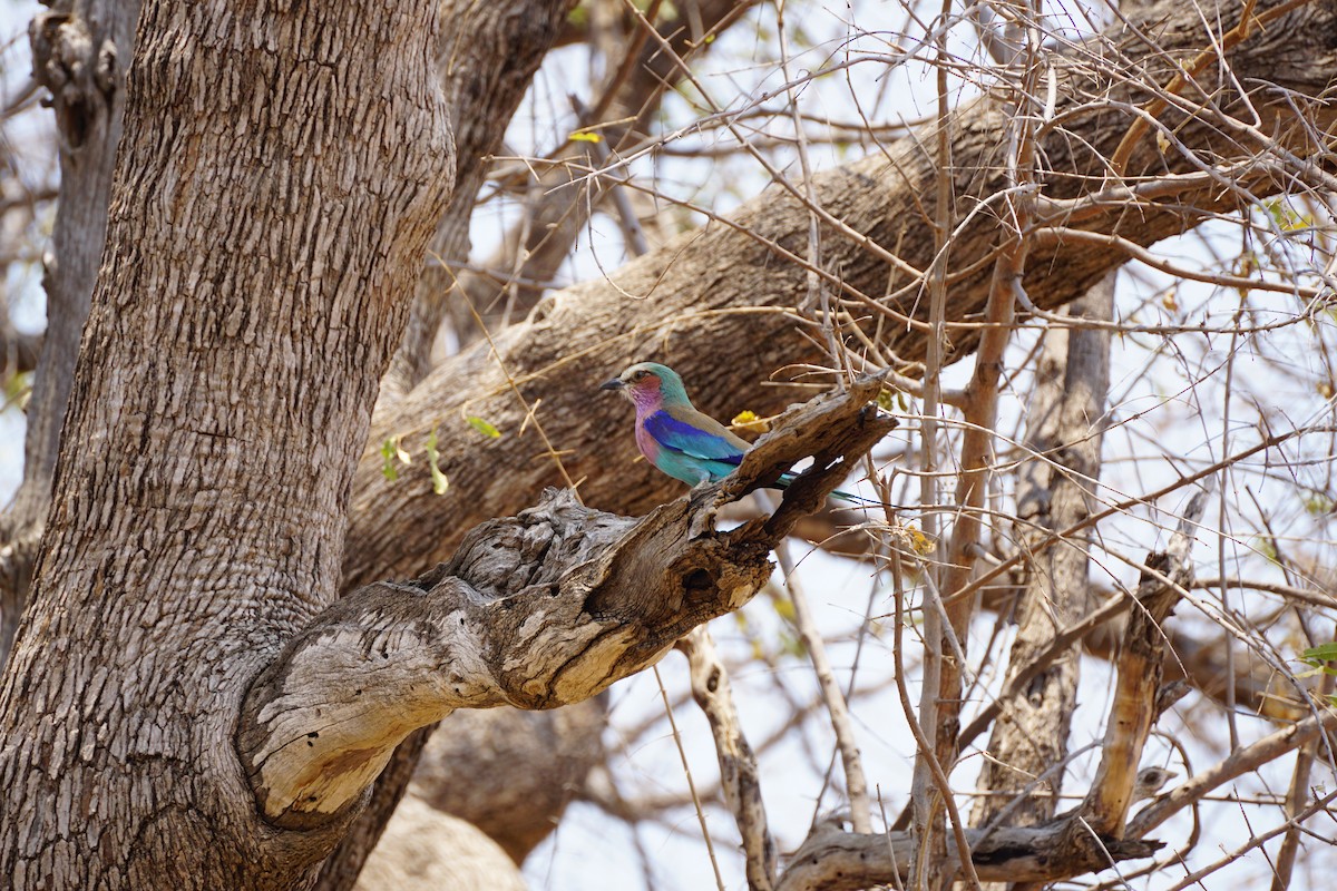 Lilac-breasted Roller - ML499351881