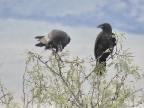 Chihuahuan Raven - ML499352011