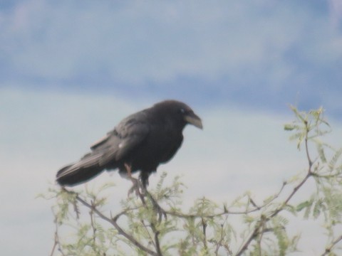 Chihuahuan Raven - ML499352021