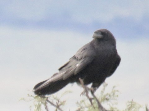 Chihuahuan Raven - ML499352031