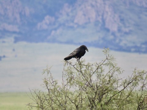 Chihuahuan Raven - ML499352911