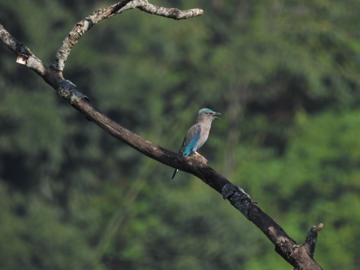 Indian/Indochinese Roller - Sudipto Shome