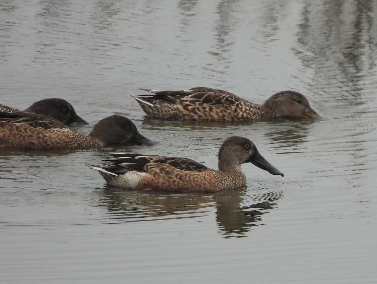 Northern Shoveler - ML499354321