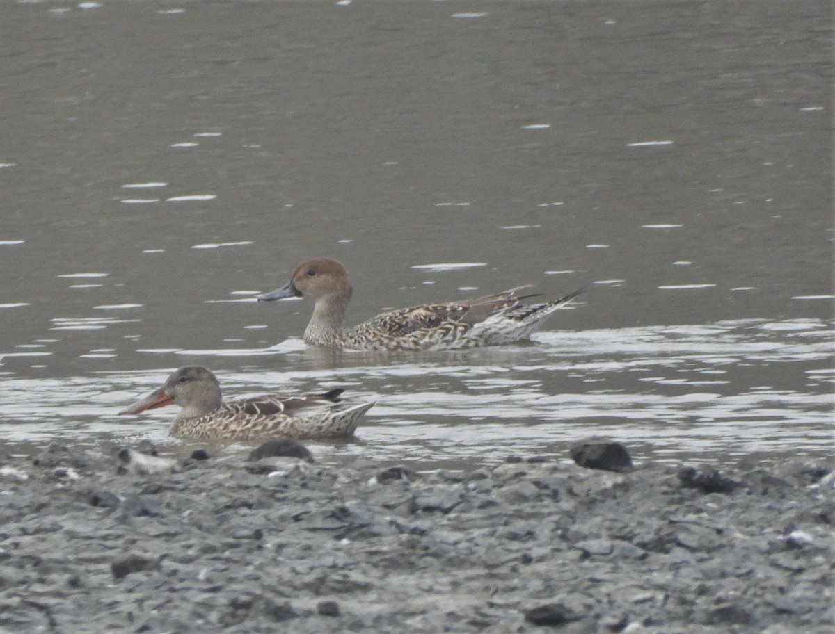 Northern Pintail - ML499354381