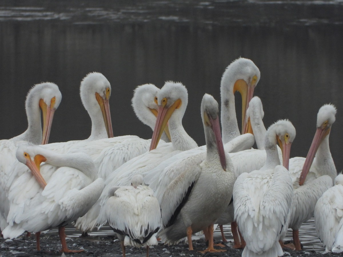 pelikán severoamerický - ML499354631