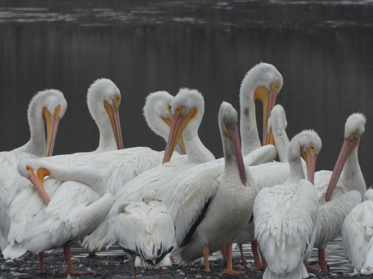 American White Pelican - ML499354631