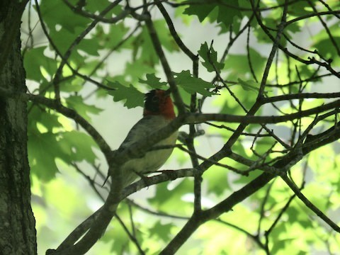 Red-faced Warbler - ML499354671