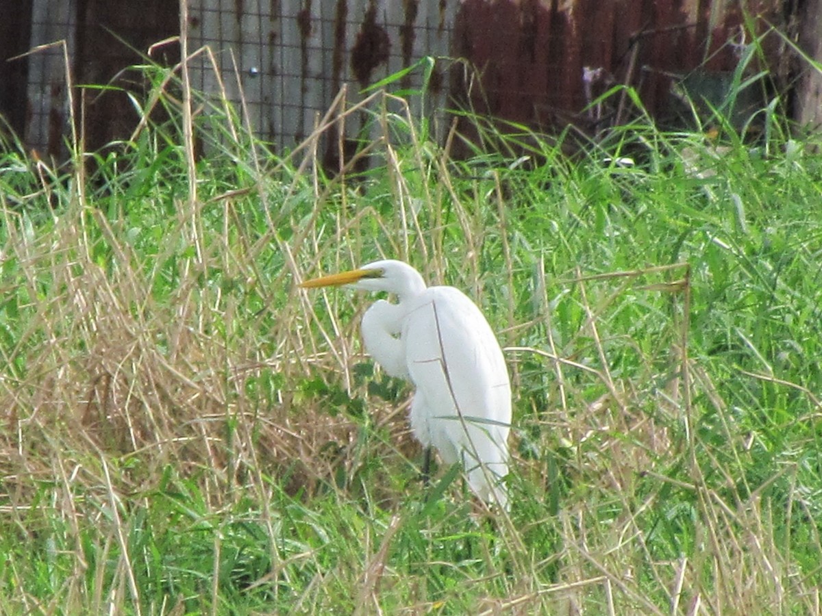 Great Egret - ML499354701