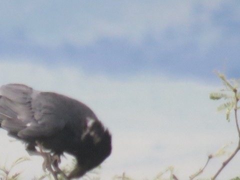 Chihuahuan Raven - ML499354761