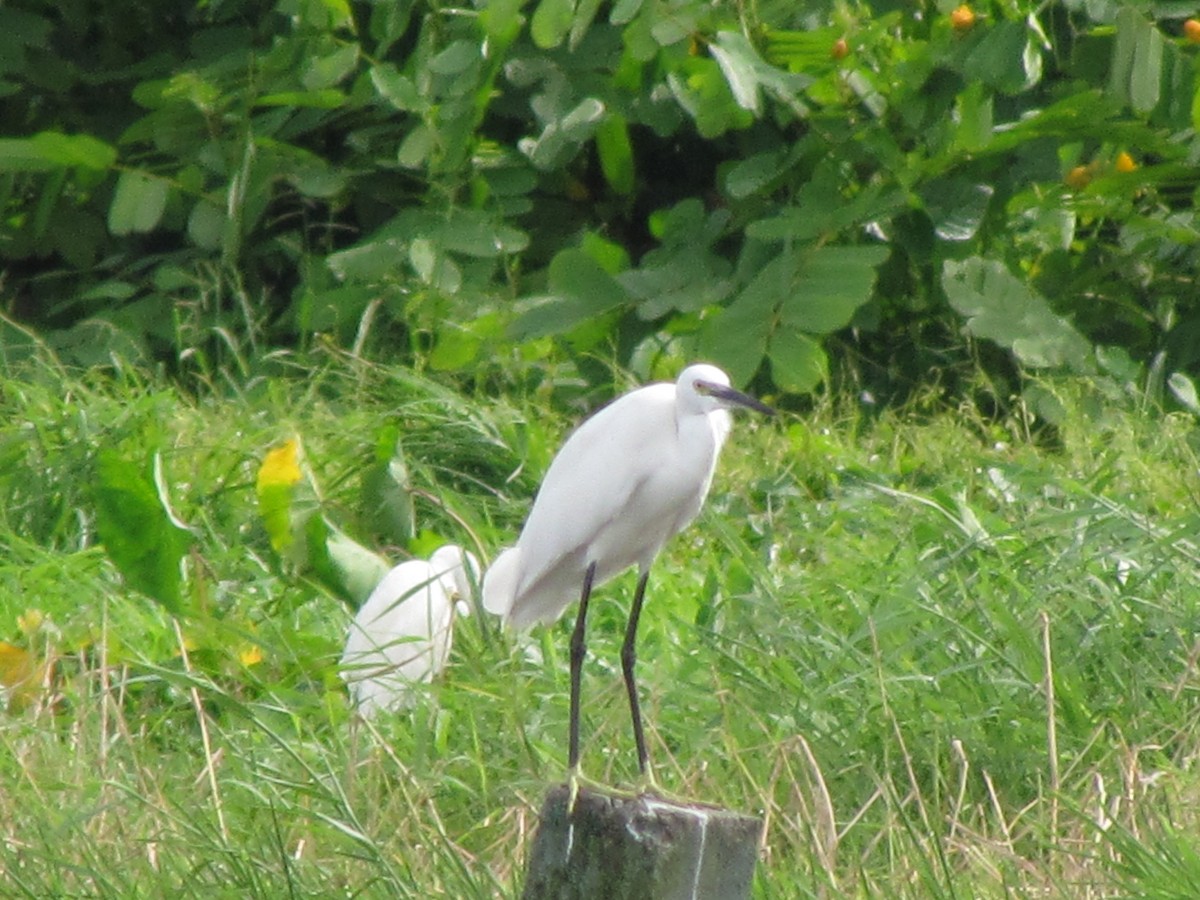 Little Egret - ML499354871