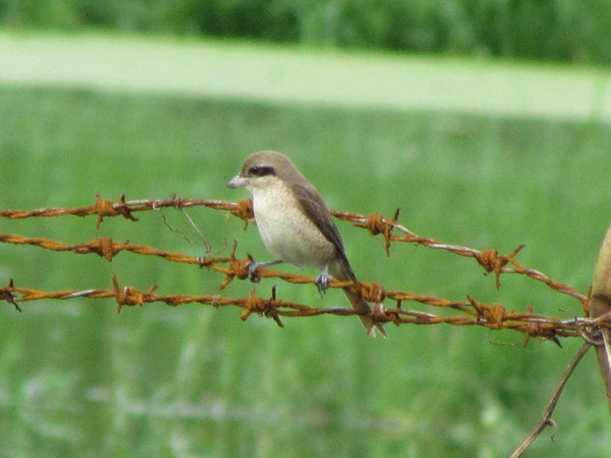 Brown Shrike - ML499354921