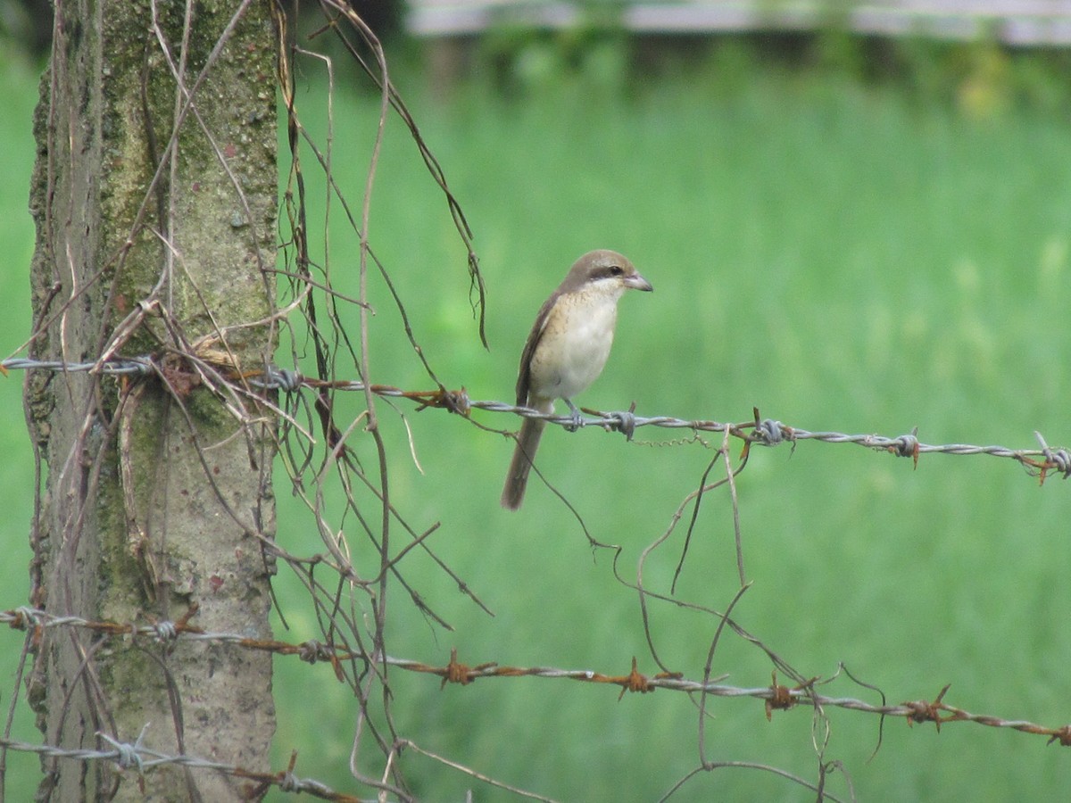 Brown Shrike - Linda Gocon