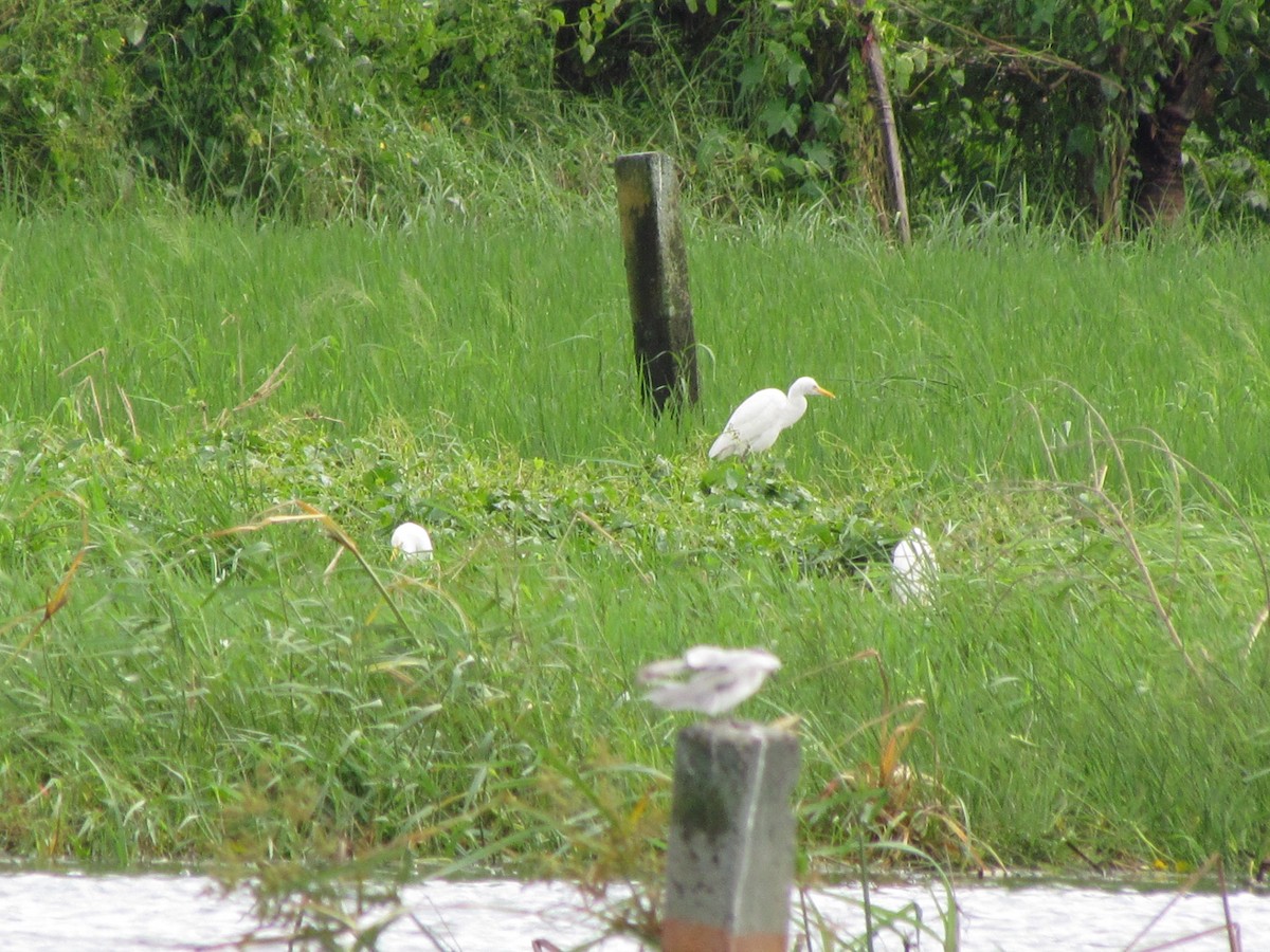 Eastern Cattle Egret - ML499355051