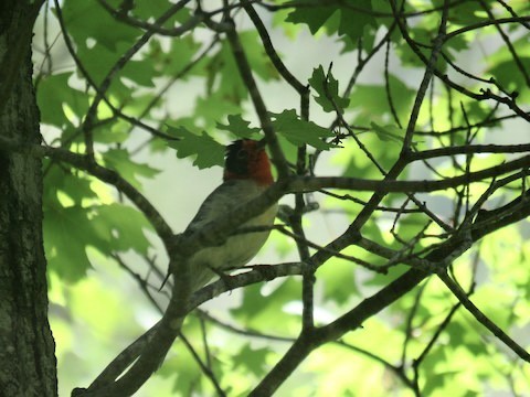 Red-faced Warbler - ML499355951